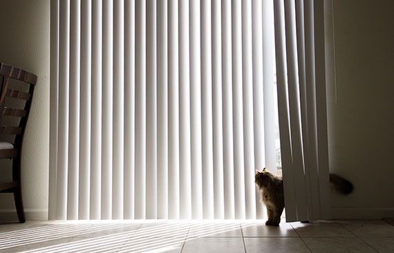 How To Pet-Proof Your Blinds