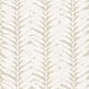 Acacia Papyrus sample image