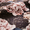 Belle Peony - <p>Make a bold statement with the Belle Peony Roman Blind, featuring a striking floral design of delicate pink peonies set against a dramatic dark backdrop. This luxurious fabric adds depth, elegance, and a touch of romance to any interior. Expertly made to measure and fully lined as standard, with the choice of blackout or thermal interlining, it ensures privacy, insulation, and light control. Designed for easy installation and child safety, this bespoke window dressing is both stunning and practical.</p>
