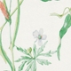 Click Here to Order Free Sample of 7478 Forio New Blinds