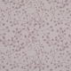 Click Here to Order Free Sample of Kyoto Mauve Roman blinds
