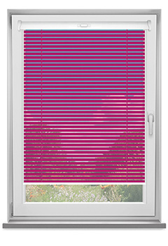 Fuchsia 25mm 