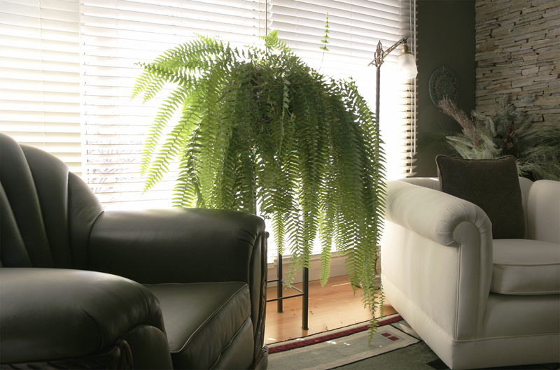 Blinds For A Modern Home Blinds For A Modern Home