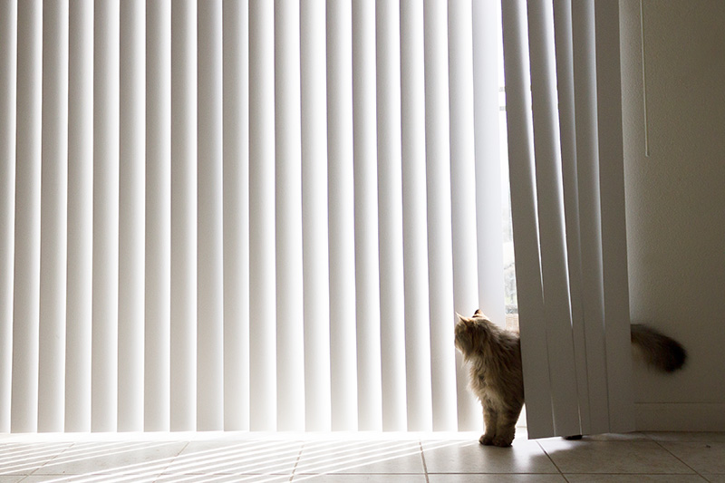 How To Pet-Proof Your Blinds